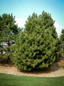 Сосна Чёрная (Pinus Nigra) купить по цене от 270.00р. в интернет-магазине «Посадика» с доставкой почтой в в Красноуфимске и по всей России – [изображение №1].