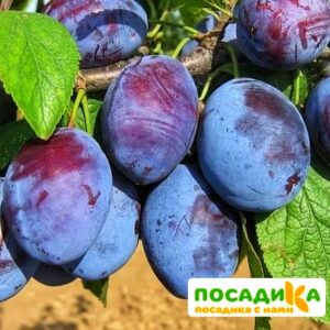 Слива Чачакская ранняя купить по цене от 229.00р. в интернет-магазине «Посадика» с доставкой почтой в в Красноуфимске и по всей России – [изображение №1].