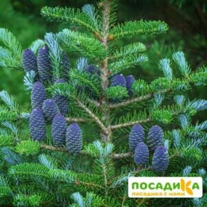 Пихта корейская (Abies koreana) купить по цене от 450.00р. в интернет-магазине «Посадика» с доставкой почтой в в Красноуфимске и по всей России – [изображение №1].