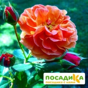 Роза Арабия купить по цене от 350.00р. в интернет-магазине «Посадика» с доставкой почтой в в Красноуфимске и по всей России – [изображение №1].