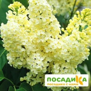 Сирень Примроуз (Primrose) купить по цене от 529.00р. в интернет-магазине «Посадика» с доставкой почтой в в Красноуфимске и по всей России – [изображение №1].