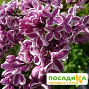 Сирень Сенсация купить по цене от 529.00р. в интернет-магазине «Посадика» с доставкой почтой в в Красноуфимске и по всей России – [изображение №1].