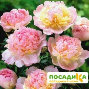 Пион Распберри Сандей (Paeonia Raspberry Sundae) купить по цене от 959р. в интернет-магазине «Посадика» с доставкой почтой в в Красноуфимске и по всей России – [изображение №1].