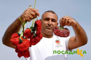 Клубника Гигант Джорнея купить по цене от 266р. в интернет-магазине «Посадика» с доставкой почтой в в Красноуфимске и по всей России – [изображение №1].