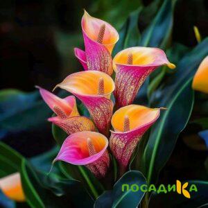 Калла Оникс купить по цене от 450р. в интернет-магазине «Посадика» с доставкой почтой в в Красноуфимске и по всей России – [изображение №1].