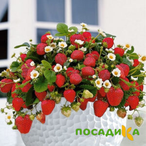 Клубника Рубиновый Шепот (горшечная) купить по цене от 240р. в интернет-магазине «Посадика» с доставкой почтой в в Красноуфимске и по всей России – [изображение №1].