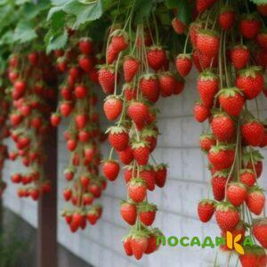 Клубника вьющаяся Комплимент купить по цене от 470р. в интернет-магазине «Посадика» с доставкой почтой в в Красноуфимске и по всей России – [изображение №1].