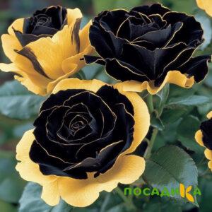 Роза Ханни Сикл купить по цене от 700р. в интернет-магазине «Посадика» с доставкой почтой в в Красноуфимске и по всей России – [изображение №1].