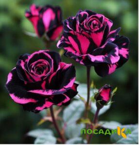 Роза Багровый Шепот купить по цене от 366р. в интернет-магазине «Посадика» с доставкой почтой в в Красноуфимске и по всей России – [изображение №1].