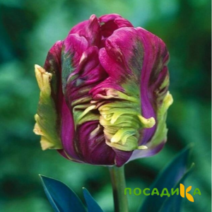 Тюльпан Экзотик Хэвен купить по цене от 186р. в интернет-магазине «Посадика» с доставкой почтой в в Красноуфимске и по всей России – [изображение №1].