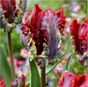 Тюльпан Рококо купить по цене от 350р. в интернет-магазине «Посадика» с доставкой почтой в в Красноуфимске и по всей России – [изображение №1].