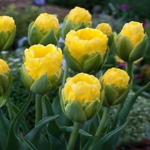 Тюльпан махровый Ванила Коп купить по цене от 159р. в интернет-магазине «Посадика» с доставкой почтой в в Красноуфимске и по всей России – [изображение №1].