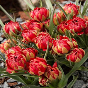 Тюльпан Ап Пинк купить по цене от 390р. в интернет-магазине «Посадика» с доставкой почтой в в Красноуфимске и по всей России – [изображение №1].