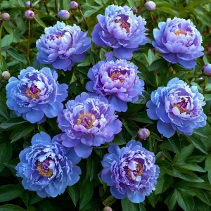 Пион Голубой лотос купить по цене от 590р. в интернет-магазине «Посадика» с доставкой почтой в в Красноуфимске и по всей России – [изображение №1].