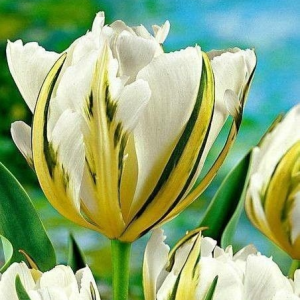 Тюльпан Экзотик Пуруссима купить по цене от 305р. в интернет-магазине «Посадика» с доставкой почтой в в Красноуфимске и по всей России – [изображение №1].