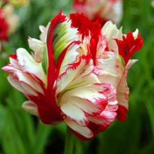 Тюльпан Эстелла Рижнвельд купить по цене от 500р. в интернет-магазине «Посадика» с доставкой почтой в в Красноуфимске и по всей России – [изображение №1].