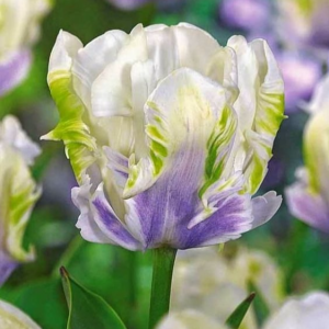 Тюльпан Уайт Лизарт купить по цене от 360р. в интернет-магазине «Посадика» с доставкой почтой в в Красноуфимске и по всей России – [изображение №1].