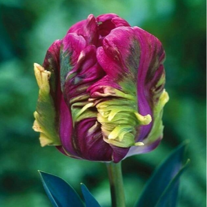 Тюльпан Экзотик Хэвен купить по цене от 186р. в интернет-магазине «Посадика» с доставкой почтой в в Красноуфимске и по всей России – [изображение №1].